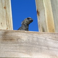 IMG 1645 Marina Iguana op het balkon