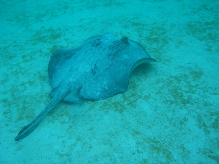 054 Stingray zonder vissies foto Jan en Cristina