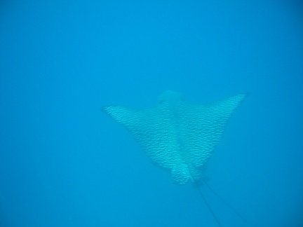 056 Spotted Eagle Ray foto Jan en Cristina