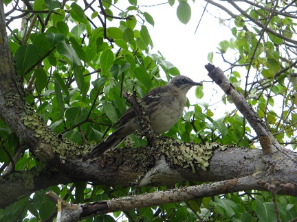 IMG 1087 Mockingbird