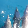 IMG 1323 Bottle nosed dolfijnen
