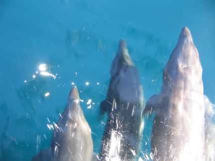 IMG 1323 Bottle nosed dolfijnen