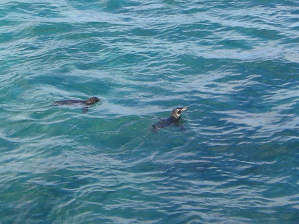 IMG 1371 Galapagos pinguins