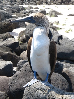 IMG 1843 Blue footed booby Jan van Gent