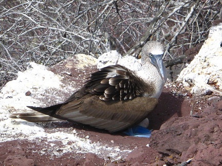 IMG 1846 Blue footed booby op het nest