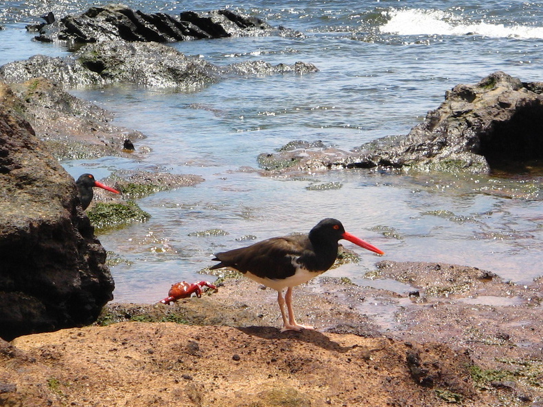IMG_1382_Oyster_catcher.jpg