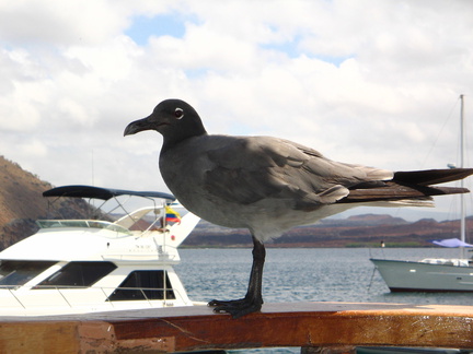 IMG 1384 Lava Gull