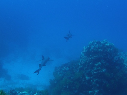 P5160109 White tip reef sharks vertrekken foto Coen