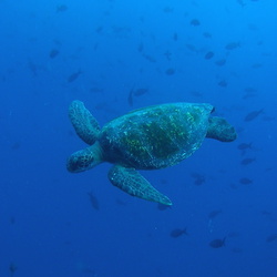 2006-05 Gordon Rocks