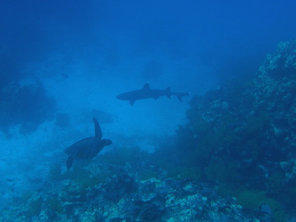 P5160128 Zeeschildpad en white tip reef shark foto Coen
