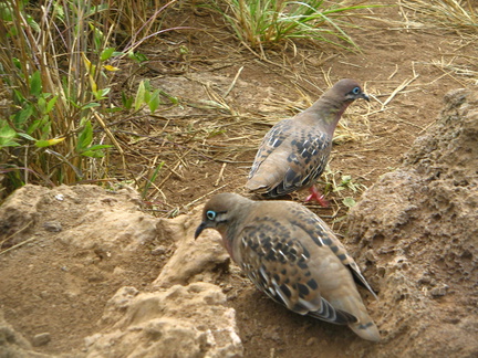 IMG 1413 Galapagos duiven