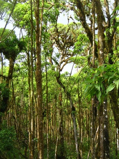 IMG 1421 Scalesia forest