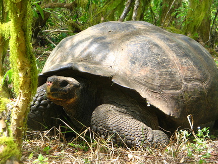 IMG 1427 Onze eerste wilde oef wat was ie wild reuzen schildpad