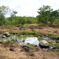 IMG 1439 Reuzen schildpadden badplaats met overvliegende Fregatvogels