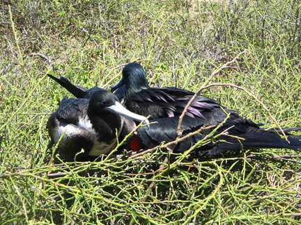 IMG 1248 Twee Fregatvogels samen op het nest