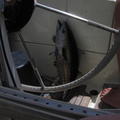 IMG 1151 Onderweg een grote tonijn gevangen lekker