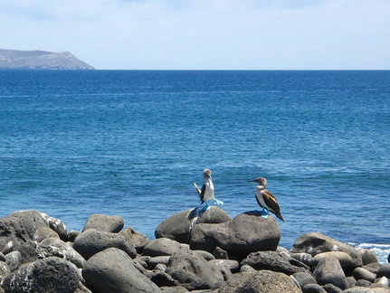 IMG 1253 Blue footed Boobies doen de paringsdans