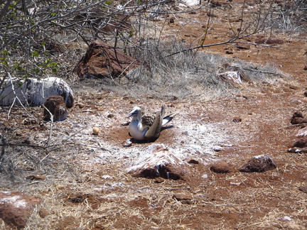 IMG 1255 Blue Footed Booby op het nest met ei