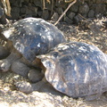 IMG 1179 Schildpadden zijn moe