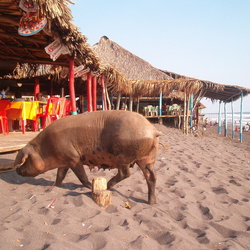 2005-01 Het strand van Champerico