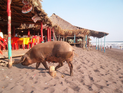 IM005252 Varken op het strand van Champerico