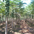 IM005244 Papaya plantage