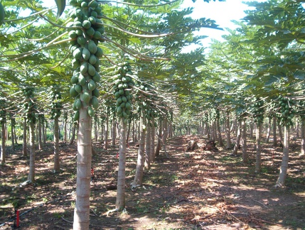 IM005244 Papaya plantage