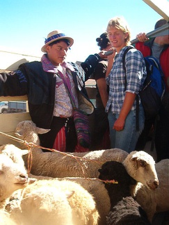 IM005759 Op de terugweg met de schapen mee die de markt overleefd hebben