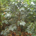 IM005955 Koffieplant Arabica in Guatemala gebruikt