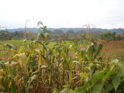 IM006171 Guatemalteeks landschap