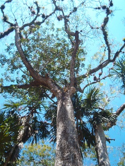 IM006285 Tikal is ook een bijzonde mooi natuurreservaat