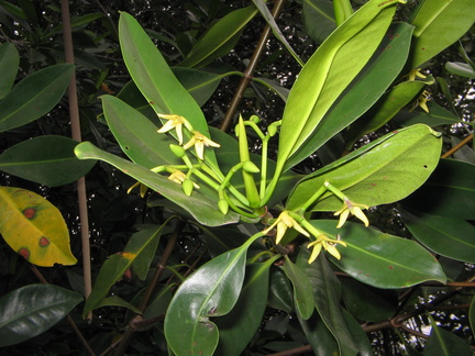 IMG 1344 De bloem van de Rode Mangrove