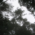 IMG 2657 Hoge bomen vangen veel mist