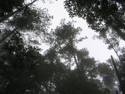 IMG 2657 Hoge bomen vangen veel mist