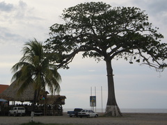 IMG 2898 La Ceiba de boom waar alles begon