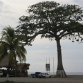 IMG 2898 La Ceiba de boom waar alles begon