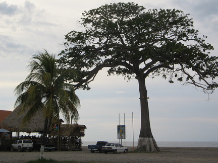 IMG 2898 La Ceiba de boom waar alles begon