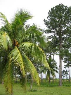 IMG 3410 Een typische combinatie van palm en naaldbomen