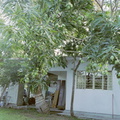 Chachalacas mango tree at hotel La Pingui