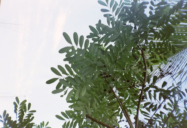 Chachalacas pistache tree at La Pinqui