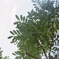 Chachalacas pistache tree at La Pinqui