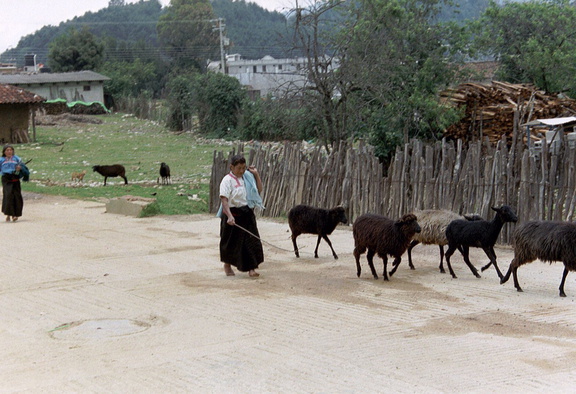 Chamula sheep 2