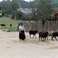 Chamula sheep 2