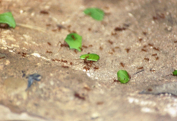 Palenque Agua Azul 12 ants 1