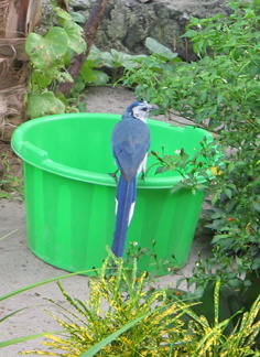 IMG 4341 De alom aanwezige urracas white throated magpie jays