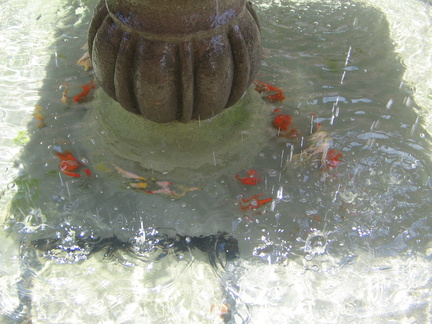 IMG 4644 Fish in the fountain