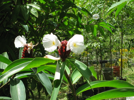 2008 Pan-Col 192 - Mooie bloemen