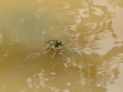 2008 Pan-Col 194 - Waterschildpadden