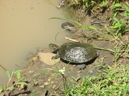 2008 Pan-Col 200 - Waterschildpadden