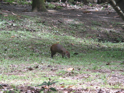 2008 Pan-Col 203 - Een beest